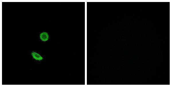 Immunofluorescence analysis of A549 cells, using OR8H2 Antibody