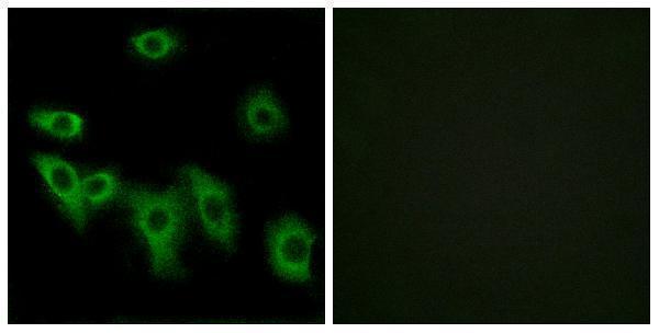 a18811 or8h3 primary antibodies if testing 1