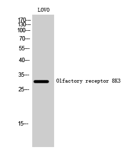 a18812 or8k3 primary antibodies wb testing 2