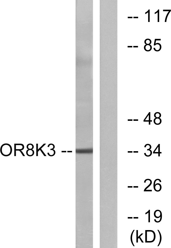 a18812 or8k3 primary antibodies wb testing 3