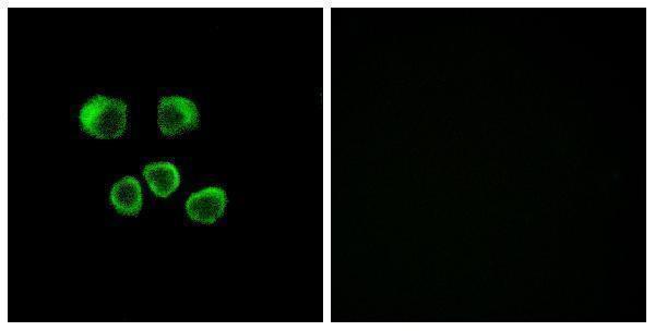 a18813 or8u1 primary antibodies if testing 1