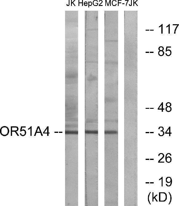 a18864 or51a4 primary antibodies wb testing 2