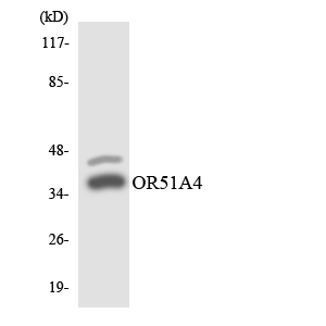 a18864 or51a4 primary antibodies wb testing 3