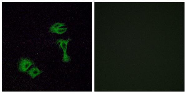 Immunofluorescence analysis of A549 cells, using OR51A2 Antibody