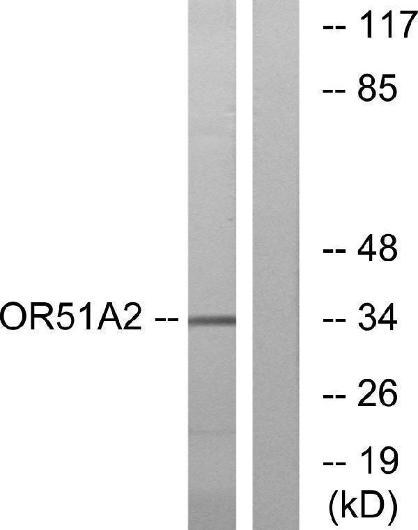 Western blot analysis of lysates from K562 cells, using OR51A2 Antibody