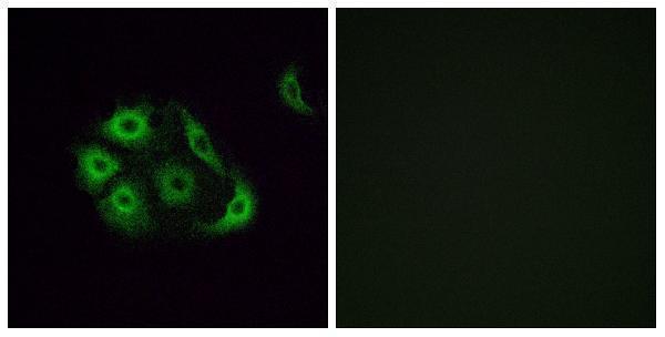 a18866 or4p4 primary antibodies if testing 1