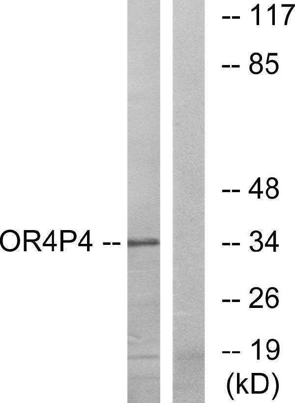 a18866 or4p4 primary antibodies wb testing 3