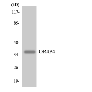 a18866 or4p4 primary antibodies wb testing 4