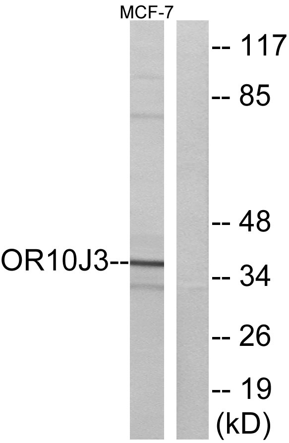 Western blot analysis of lysates from MCF-7 cells, using OR10J3 Antibody