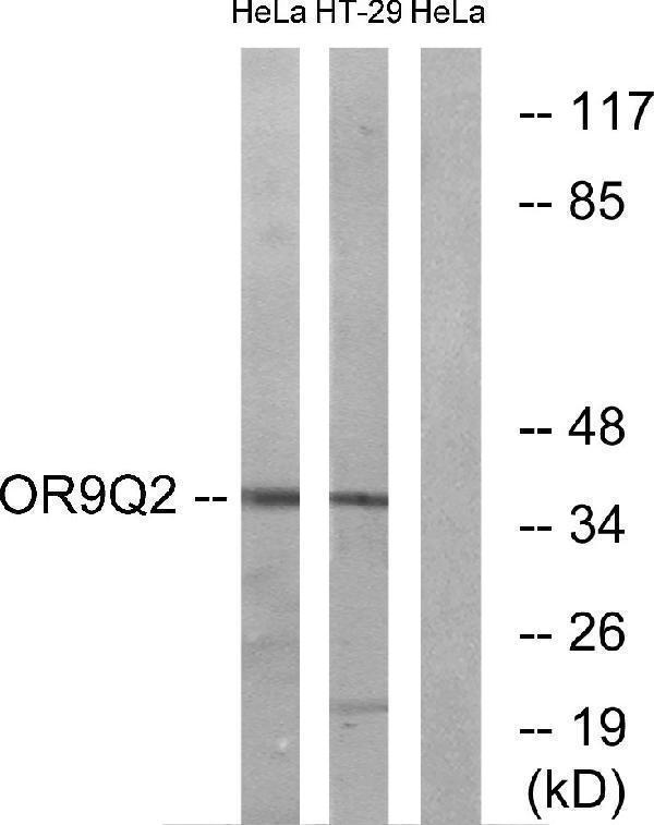 a18881 or9q2 primary antibodies wb testing 1