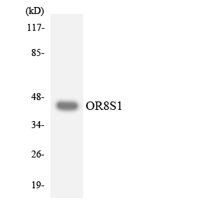 a18882 or8s1 primary antibodies wb testing 1