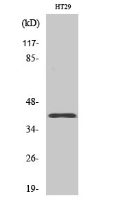 a18882 or8s1 primary antibodies wb testing 2
