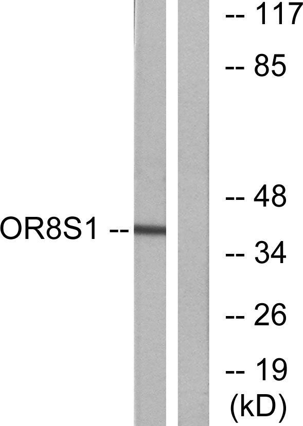 a18882 or8s1 primary antibodies wb testing 3