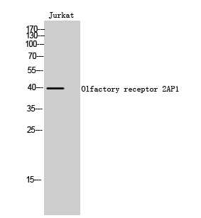 Western Blot analysis of Jurkat cells using Olfactory receptor 2AP1 Polyclonal Antibody