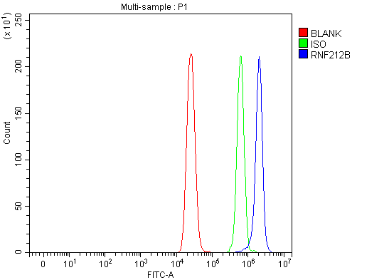 Figure 2. Flow Cytometry analysis of MCF-7 cells using anti-RNF212B antibody (A18911). Overlay histogram showing MCF-7 cells stained with A18911 (Blue line). To facilitate intracellular staining, cells were fixed with 4% paraformaldehyde and permeabilized with permeabilization buffer. The cells were blocked with 10% normal goat serum. And then incubated with rabbit anti-RNF212B Antibody (A18911, 1 microg/1x106 cells) for 30 min at 20°C. DyLight®488 conjugated goat anti-rabbit IgG (BA1127, 5-10 microg/1x106 cells) was used as secondary antibody for 30 minutes at 20°C. Isotype control antibody (Green line) was rabbit IgG (1 microg/1x106) used under the same conditions. Unlabelled sample without incubation with primary antibody and secondary antibody (Red line) was used as a blank control.