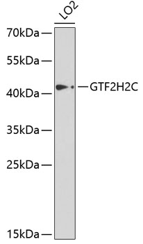 a19016 gtf2h2c primary antiboties wb testing 1