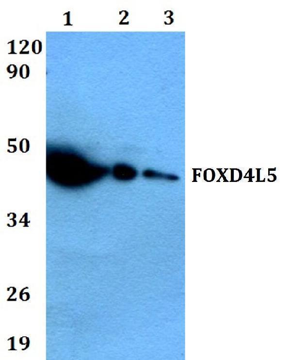 a19272 foxd4l5 primary antiboties wb testing 1