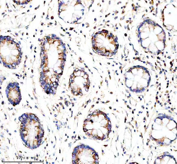 a19277 glod5 primary antibodies ihc testing 2