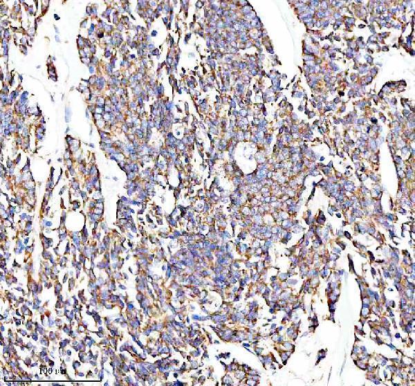a19277 glod5 primary antibodies ihc testing 3