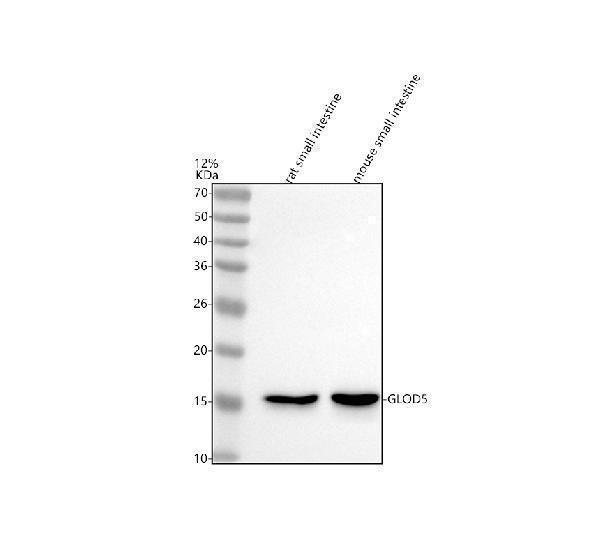 a19277 glod5 primary antibodies wb testing 1