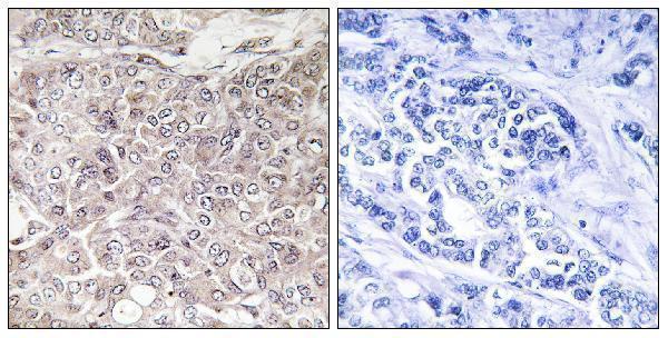 a19292 gprin3 primary antibodies ihc testing 1