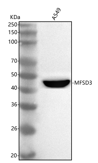 a19348 2 mfsd3 primary antibodies wb testing 1