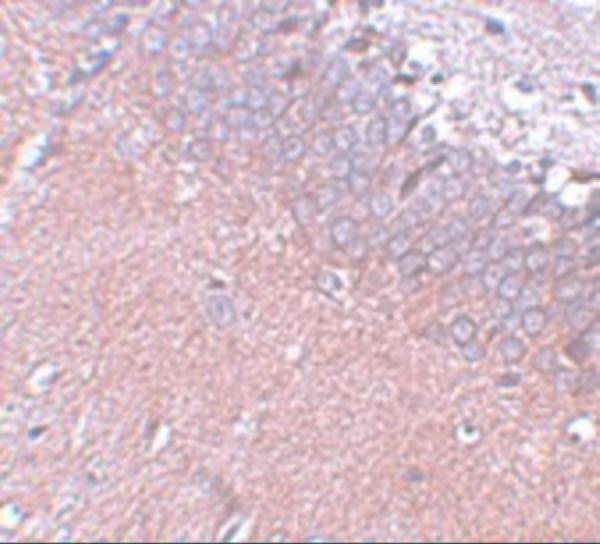 a19415 syngr4 primary antibodies ihc testing 2