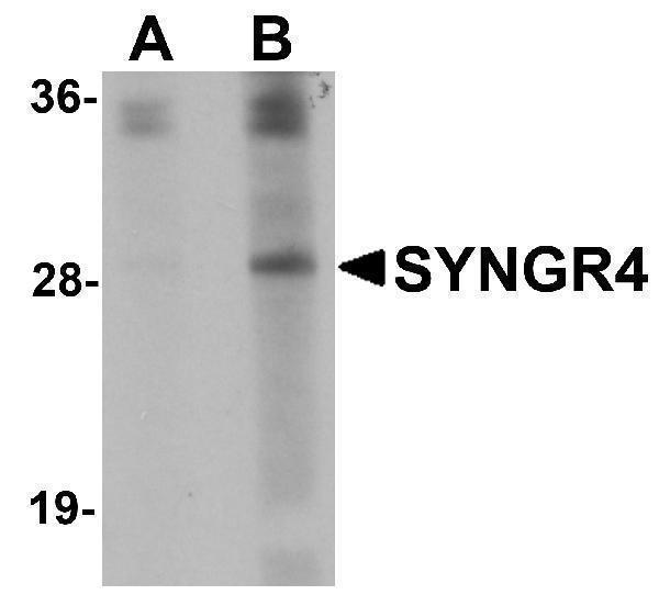 a19415 syngr4 primary antibodies wb testing 1