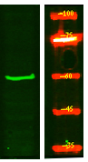 a19418 tigd2 primary antibodies wb testing 1