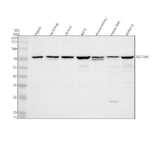 a19477 slc15a5 primary antibodies wb testing 1