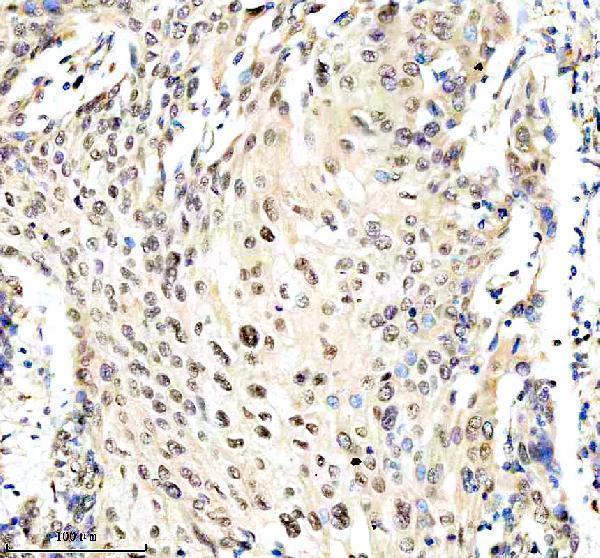 IHC analysis of TTC34 using anti-TTC34 antibody (A19531-1)