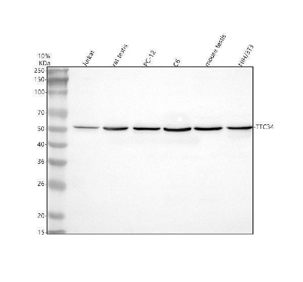  Western blot analysis of TTC34 using anti-TTC34 antibody (A19531-1)