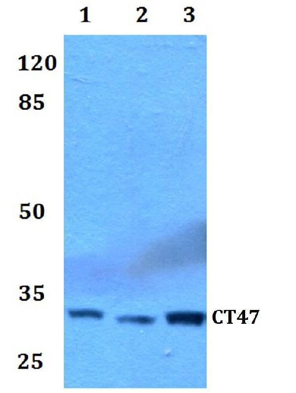 a19536 ct47a1 primary antiboties wb testing 1