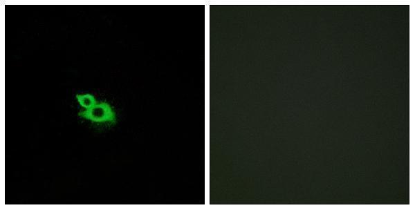 a19549 or2a1 primary antibodies if testing 1