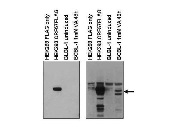 a19763 orf57 primary antibodies wb testing 1