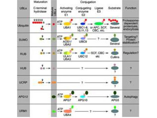Most modifiers mature by proteolytic processing from inactive precursors (a; amino acid)