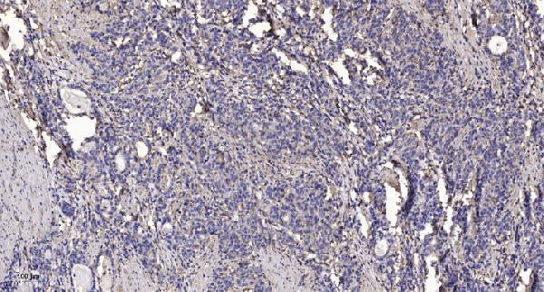 a19781 mob4 primary antibodies ihc testing 1