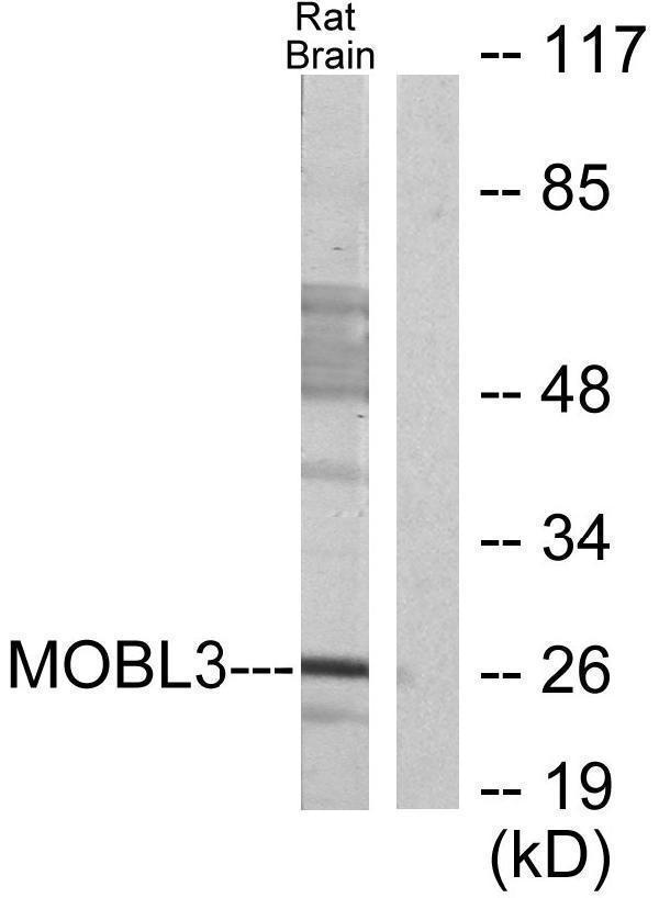 a19781 mob4 primary antibodies wb testing 2