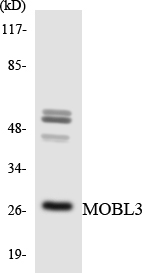 a19781 mob4 primary antibodies wb testing 3