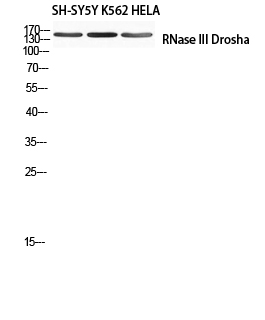 Western blot analysis of SH-SY5Y K562 HELA using RNase III Drosha antibody