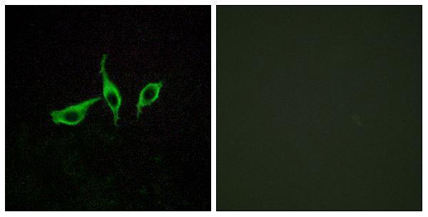 a19859 ffar4 primary antibodies if testing 1