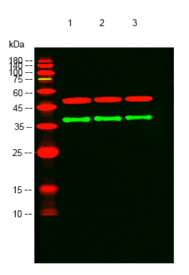 a19859 ffar4 primary antibodies wb testing 3