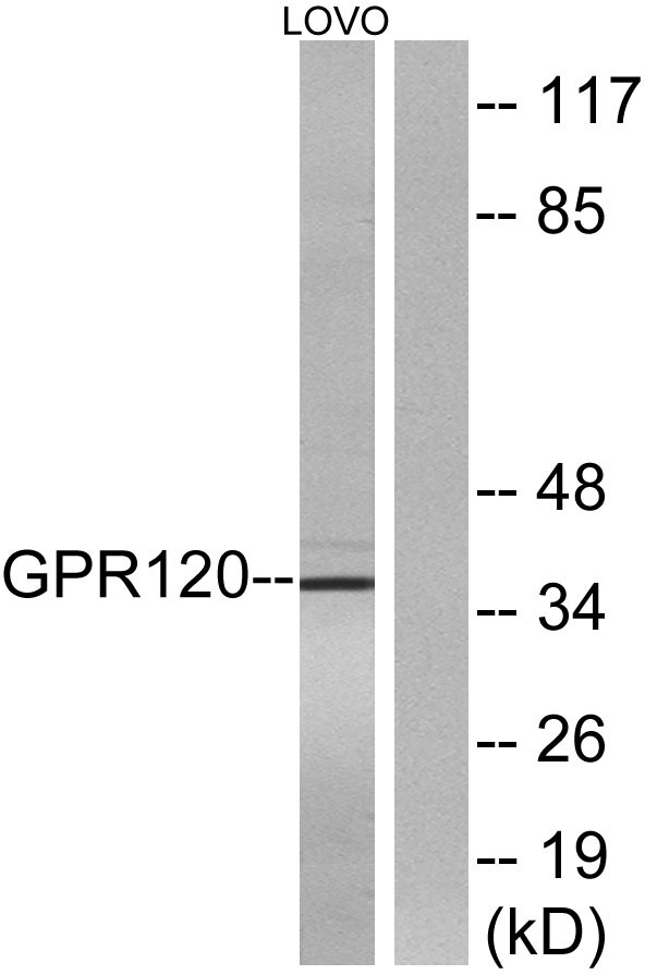 a19859 ffar4 primary antibodies wb testing 5