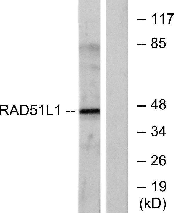 a20019 rad51b primary antibodies wb testing 2