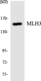 a20020 rad51d primary antibodies wb testing 3