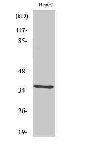 Western Blot analysis of various cells using CA VI Polyclonal Antibody