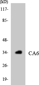 Western blot analysis of the lysates from HepG2 cells using CA6 antibody