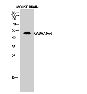 a30101 gabra6 primary antibodies wb testing 1