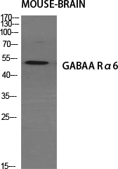 a30101 gabra6 primary antibodies wb testing 2