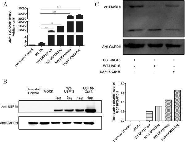 Over-expression of USP18 and its catalytic activity